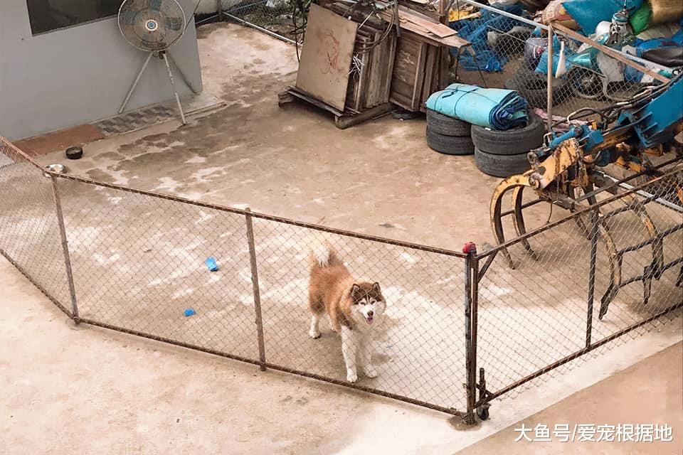 门上竟长出一颗会动的“狗头”，路人被吓到，走近一看笑喷了