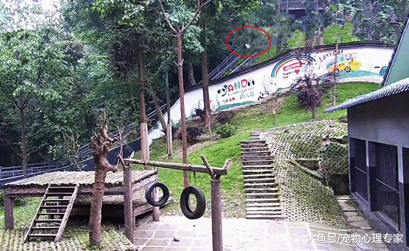 熊猫压垮树枝坠落，像是低估了自己的体重？团团：忘记开降落伞了