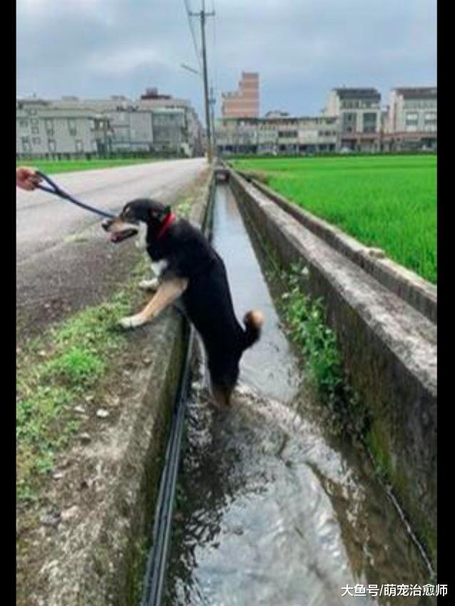 主人带柴犬去外面玩，它把两只后腿都泡在水沟里，表情很享受呀！
