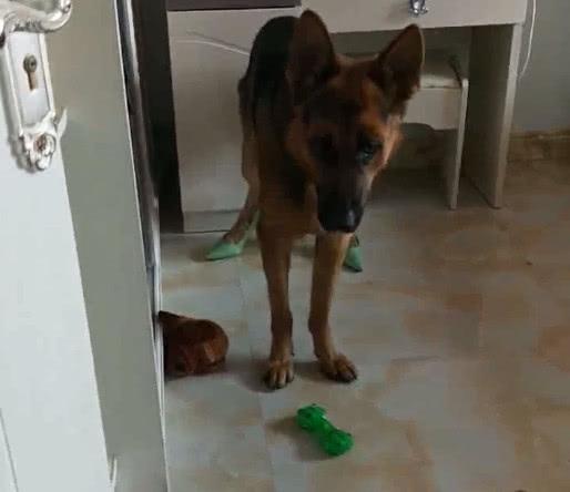 主人回到家看到这一幕都傻眼了, 猛犬大吼: 穿高跟鞋跳舞帅不帅?