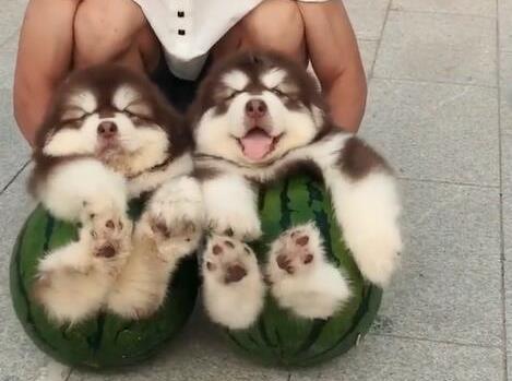 阿拉斯加来串门要回家了, 同伴舍不得它, 咬着人家狗绳不撒手