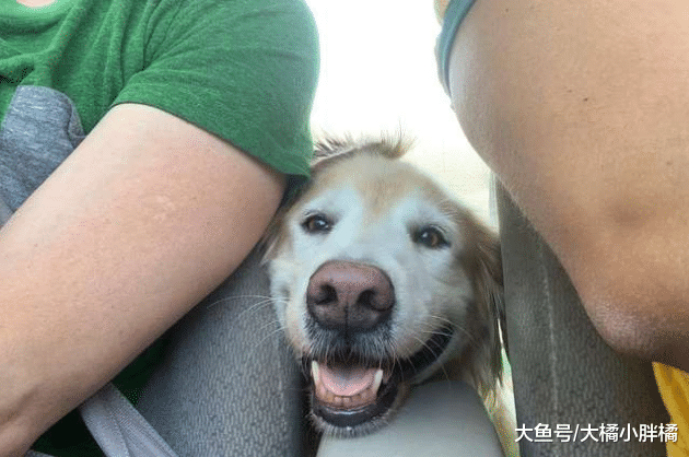 金毛对一切无所畏惧，主人搬家那天却害怕了，抱着玩具躲在浴室里