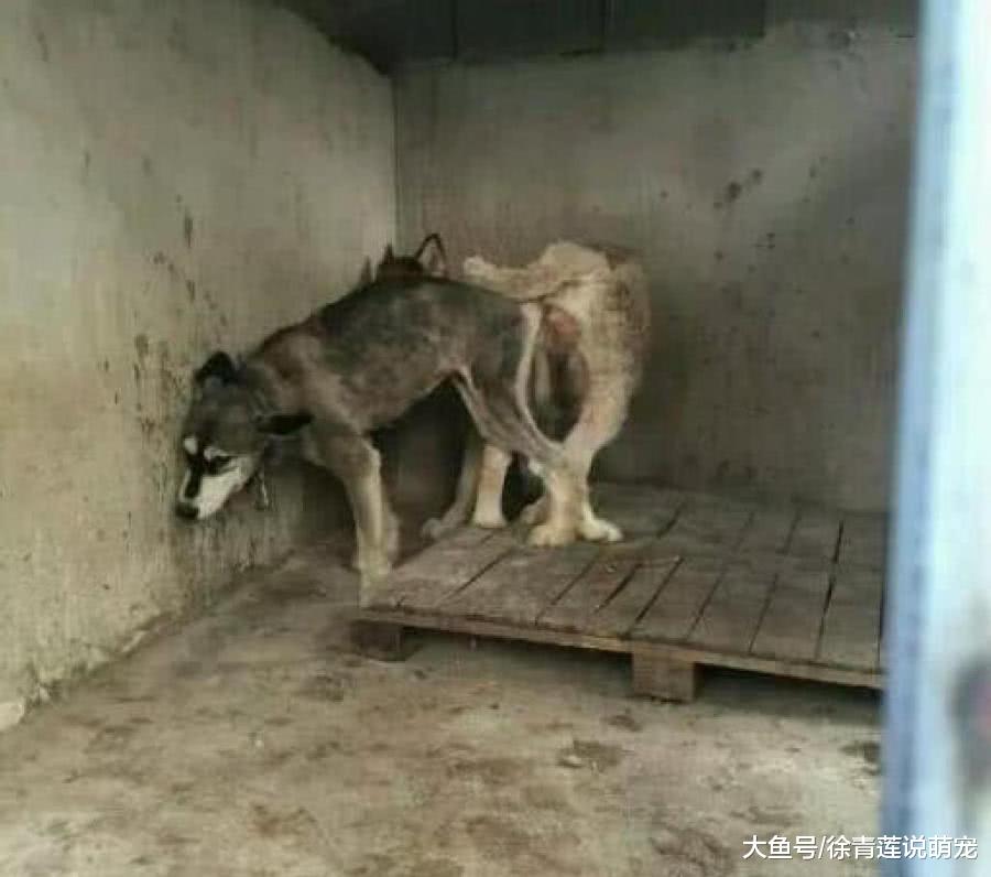 想从狗贩子手中买品种狗，去到狗舍后，却被眼前的场景怔住了！