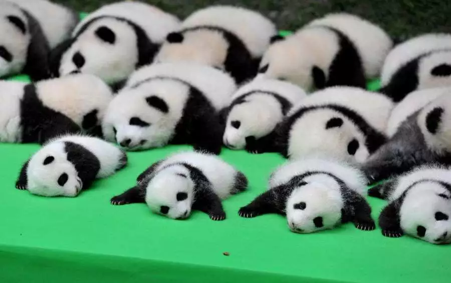 大熊猫被当成白菜晒，其中一只吸引大家注意，网友：这是没墨了吗