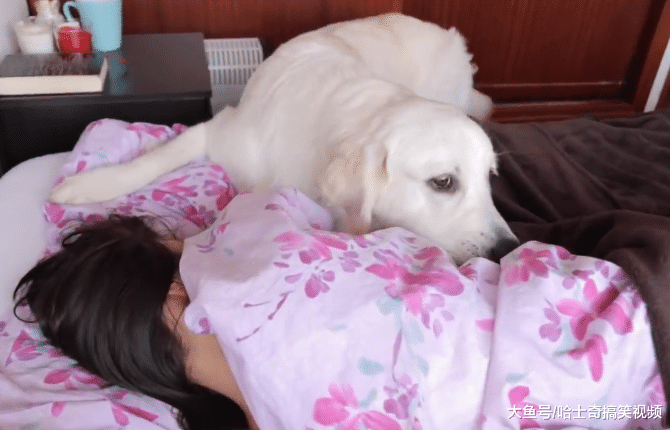 金毛已经6岁了，却当了5年的“闹钟”，狗狗真是操碎了心