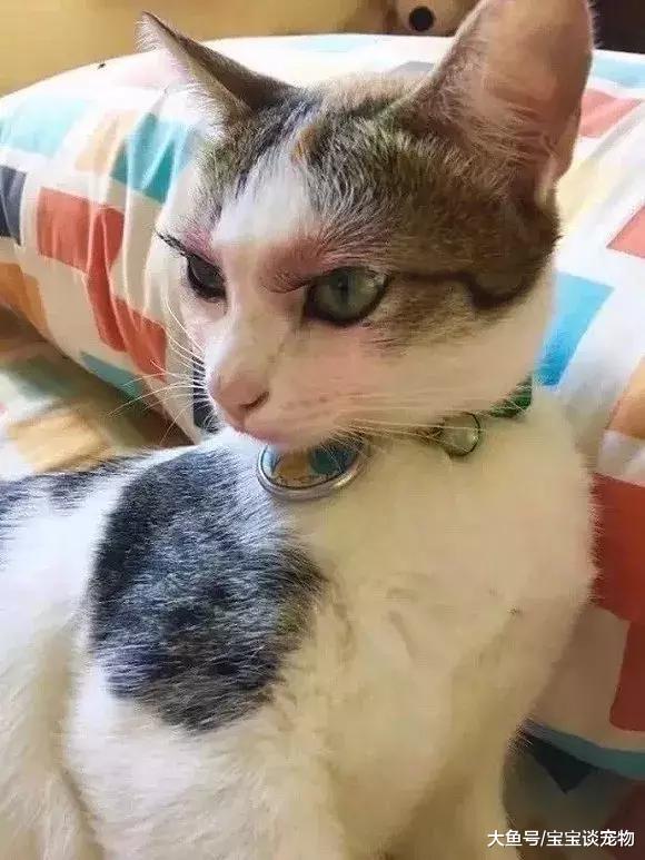 化了妆的猫，就像化了妆的女人一样不可信！