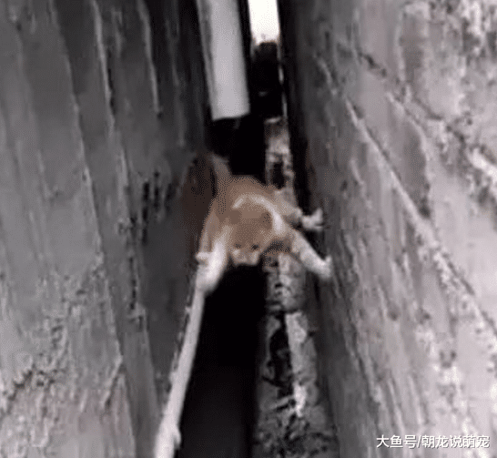洁癖猫居然挑战身体的极限，做出这样的蠢事，让主人瞬间愣住了！