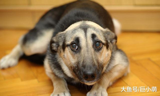 小型犬天生胆小？其实不少大狗也怂，体型不能决定狗的性格