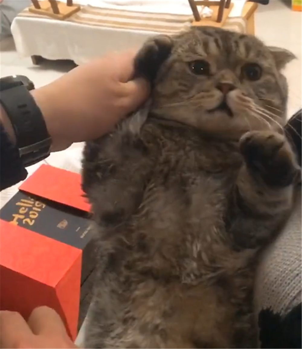 主人用貓咪的爪子撥電話，貓咪配合喵喵叫，貓：喂，小花嗎……