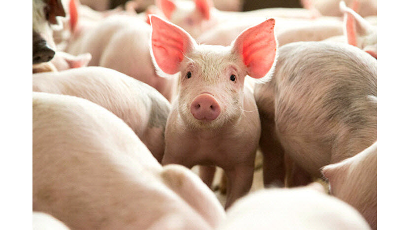 流言终结者，有关动物认知的十大真相