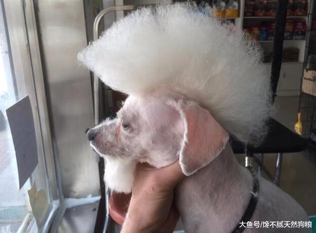 可能你还不知道，你的这些行为，对泰迪犬很伤