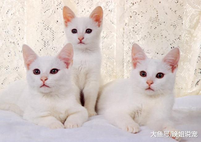 ?冬季养猫一定要注意, 容易这几种病症, 要不然可能会有大麻烦的