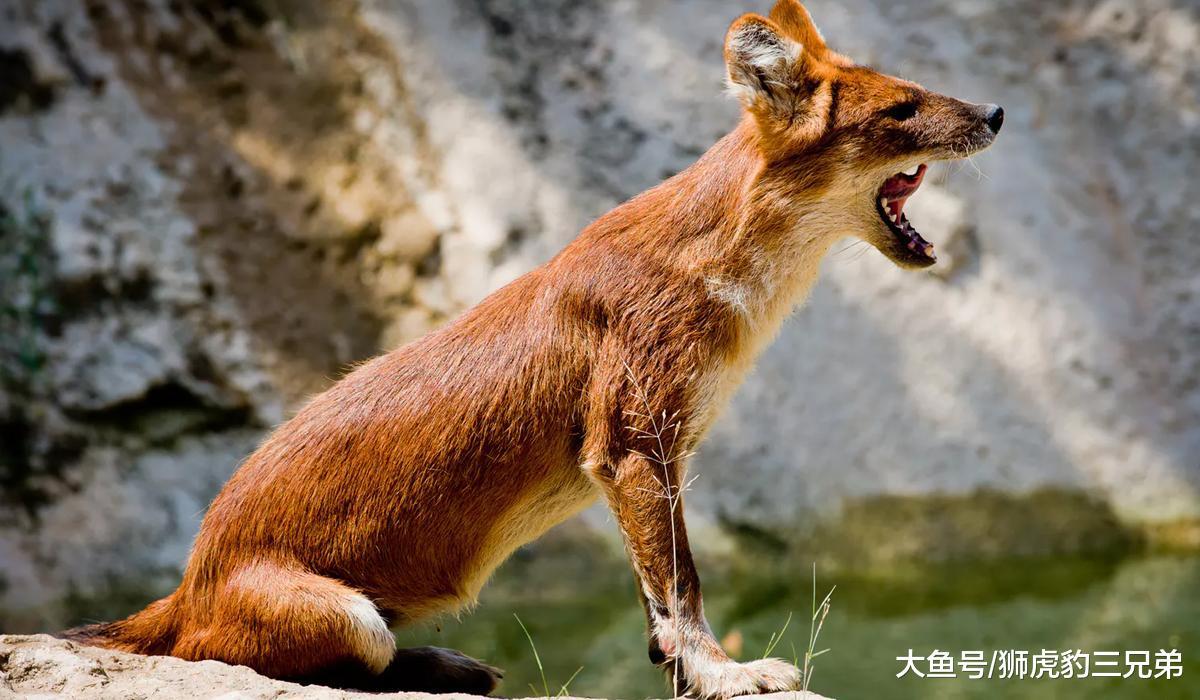 森林中生活着一种比非洲鬣狗还“无耻”的动物, 老虎都害怕它
