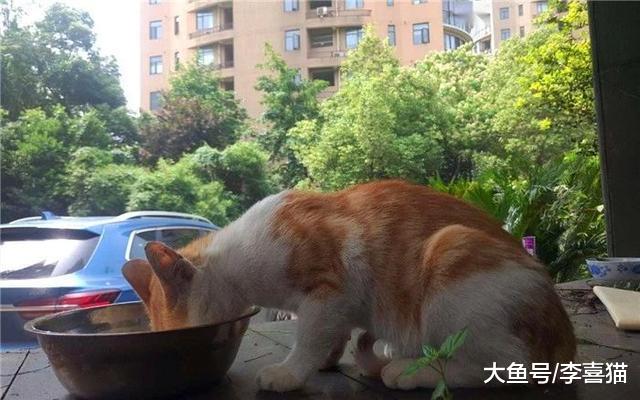 流浪动物选择铲屎官并不简单，做好三点才能让其主动靠近