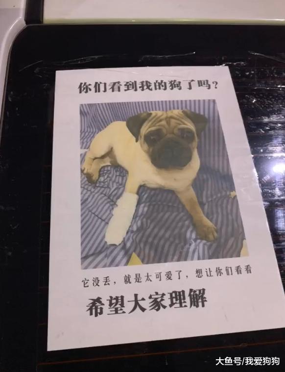 这些寻宠启示真的不是开玩笑的吗？感觉找到的几率十分渺茫啊
