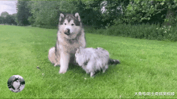 一百多斤的阿拉绑了只猫？妹子用大狗遛猫，不怕找不到猫了