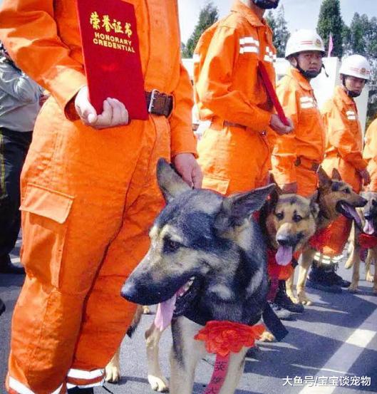 汶川地震10年后，最后一只搜救犬“银虎”走了，将被做成标本！