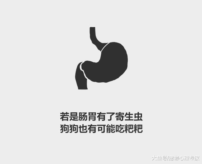 分分钟了解宠物知识——为什么狗会吃粑粑