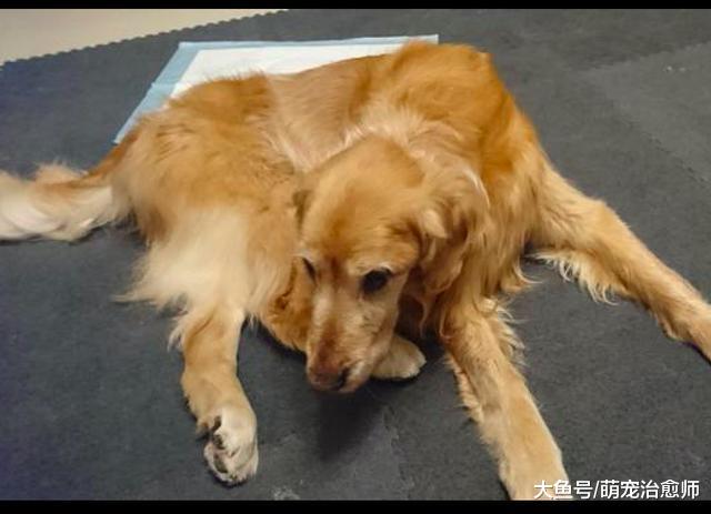 16歲金毛長腫瘤又患癌癥，主人放下一切事情，陪它走完最后一程！