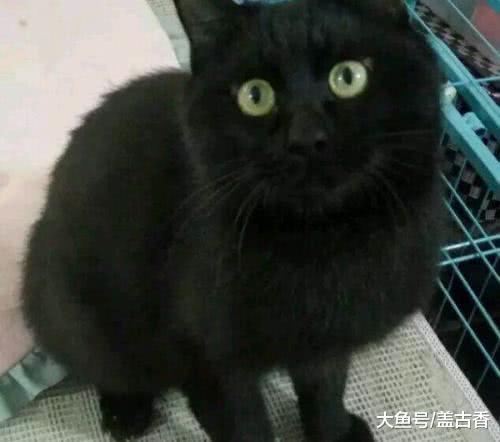 调皮捣蛋的黑猫不见了，主人急忙寻找却找不到，打开监控吓坏了！