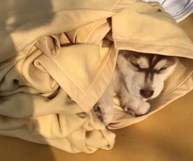 花1200在宠物店买了只二哈, 刚带回家一周, 主人: 我后悔了