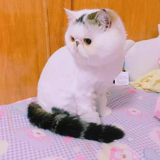 加菲猫每次出游都迷倒女孩子，被剃毛后自卑又低落，你说怎么办