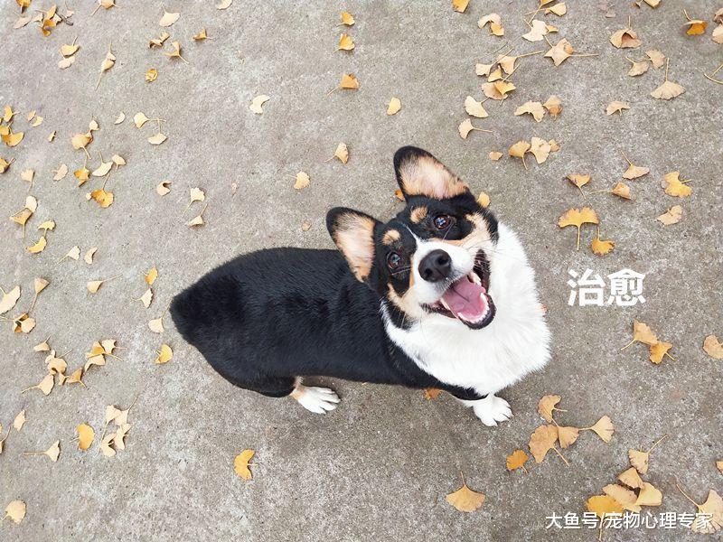 我和萌宠又一年：是你教会了我如何微笑面对一切