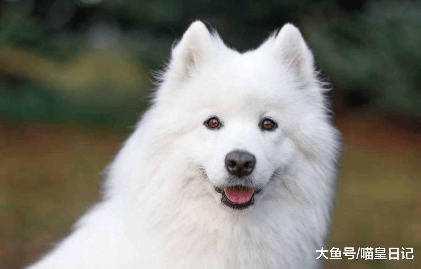 為什么說薩摩耶是個兩面派？網友：外人眼里溫柔，主人眼里調皮！
