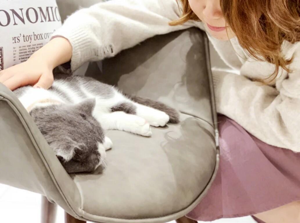 看见铲屎官靠近，猫咪拔腿就跑，实在是被错误的撸猫姿势整惨了