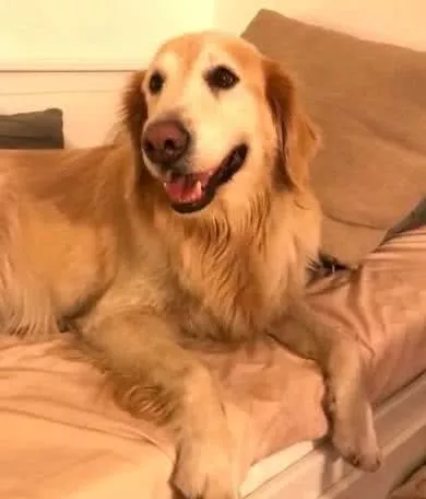 胆小的金毛狗子，被放炮声吓到躲浴缸，还要小主人安慰