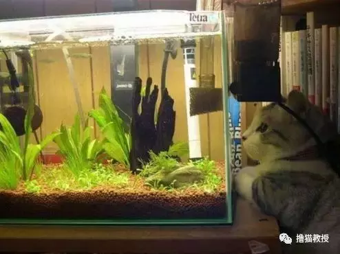 當家里有了魚缸后，貓咪就當電視看上癮了