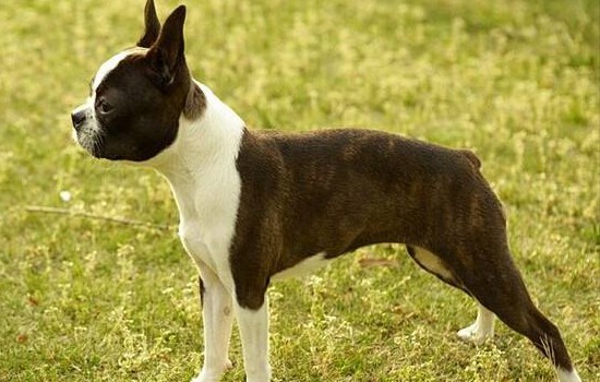 狗狗外出喜欢吃草？ 这一点很多主人都忽略了