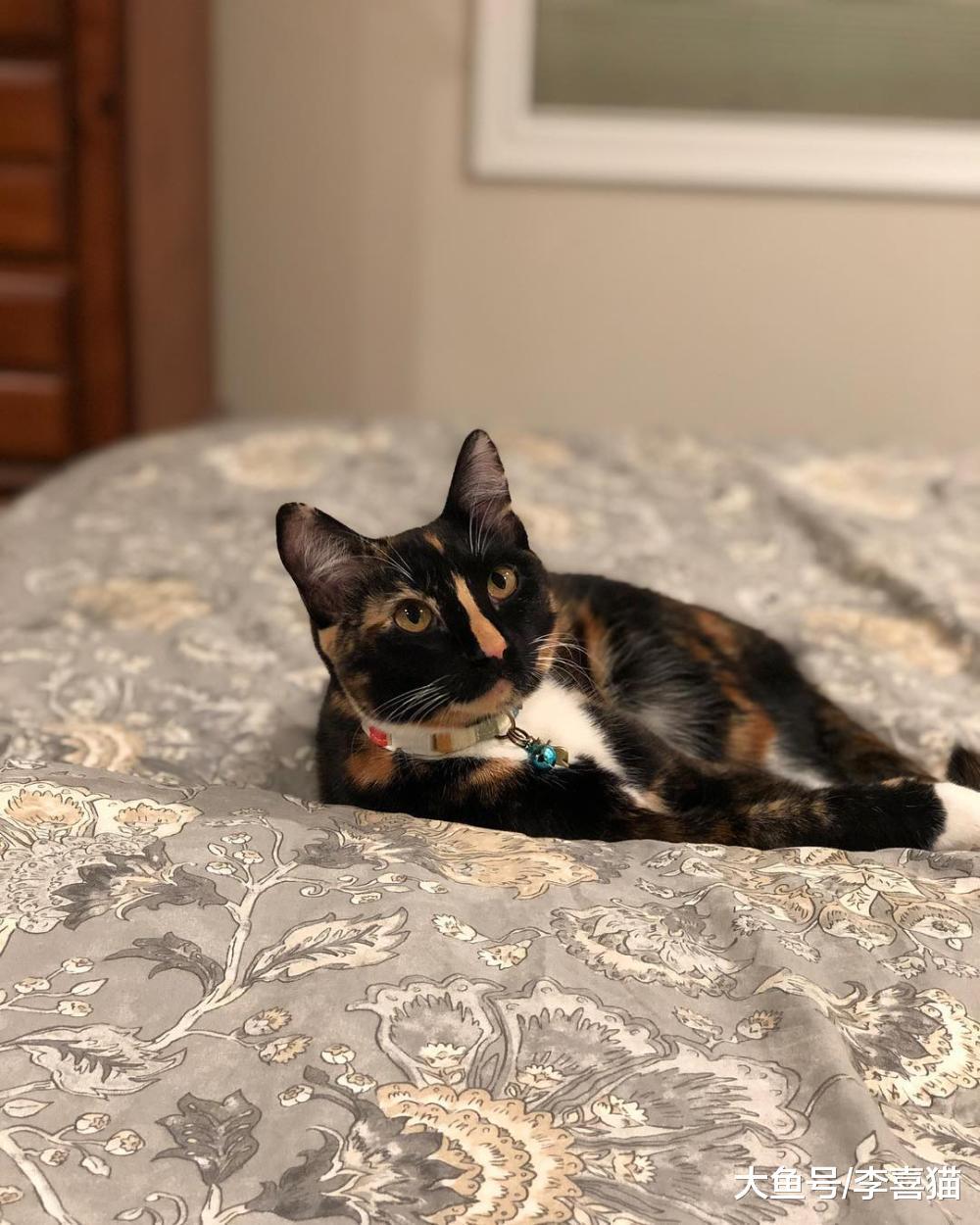 指望猫咪能规规矩矩听从摆布? 想得美, 猫主子的称号不是白来的!