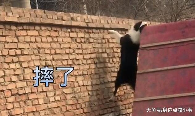 狗急跳墙! 一只即将越狱成功的边牧犬, 结果一脚踩空摔了下来