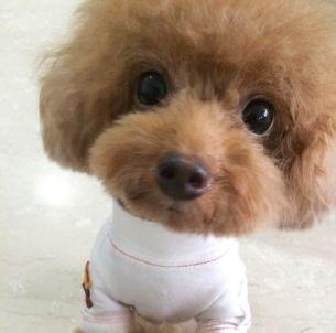 泰迪犬若有这5个特点，就一定不纯，你知道吗？