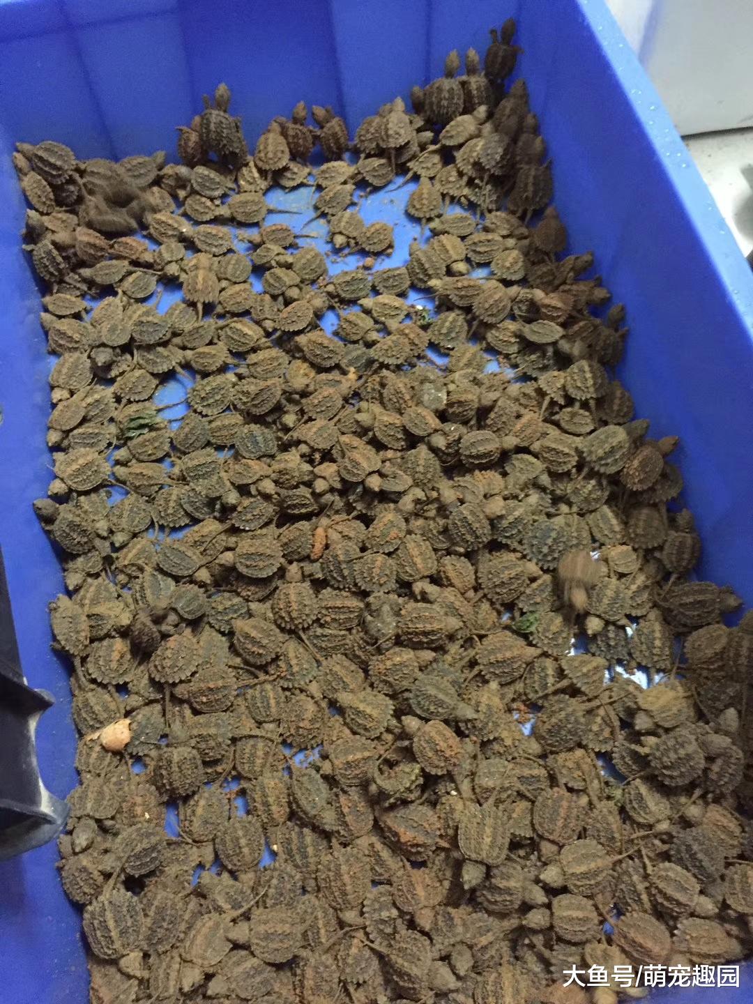 预防鳄龟咬尾的方法