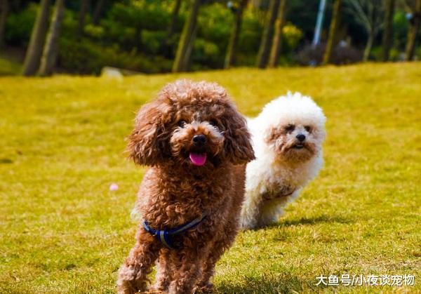 贵州最严格养狗新规，宠物狗伤人最高可罚款3万元人民币