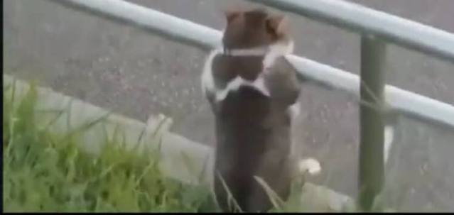 猫咪不知道主人离世，每天在路边等主人！