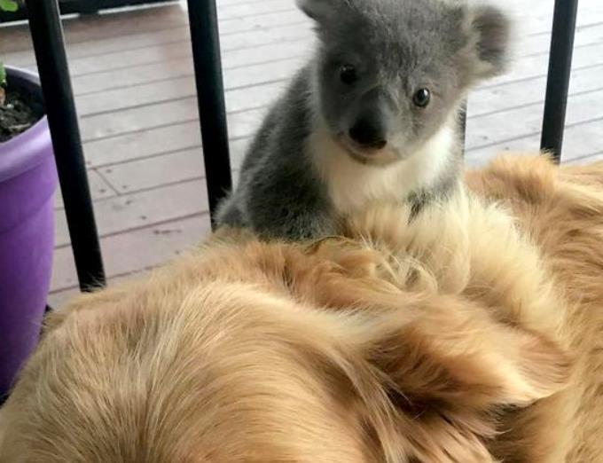 一大早金毛驮着只小考拉, 表情亮了, 网友: 暖男金毛