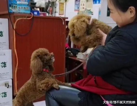 泰迪犬性格, 大致可以分为5种, 你家属于哪种?