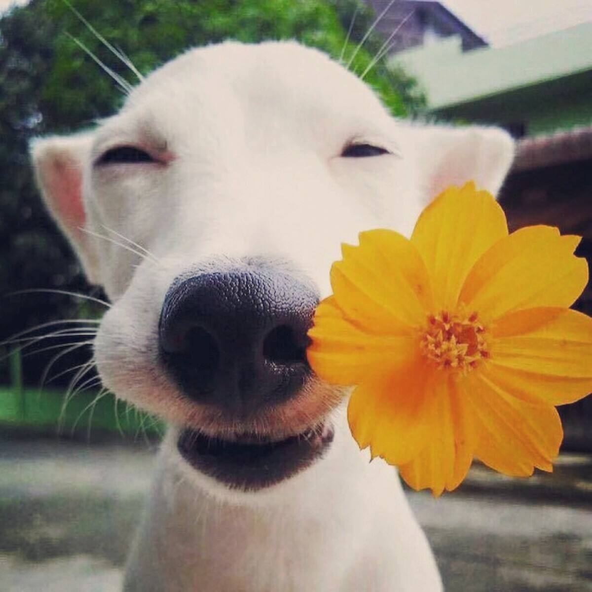 每只狗都有胡子，究竟有什么用呢？其实作用大着呢！