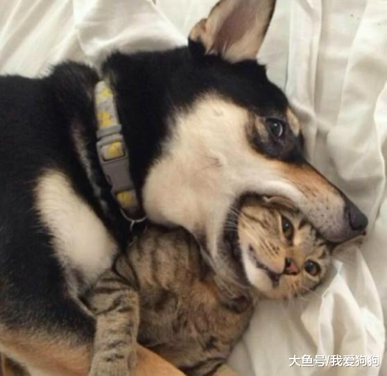 看到这图的时候想到的是生活和我，为小猫感到委屈还是忍不住笑