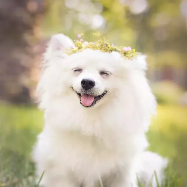 這些蓬松的博美犬，可愛到爆了！