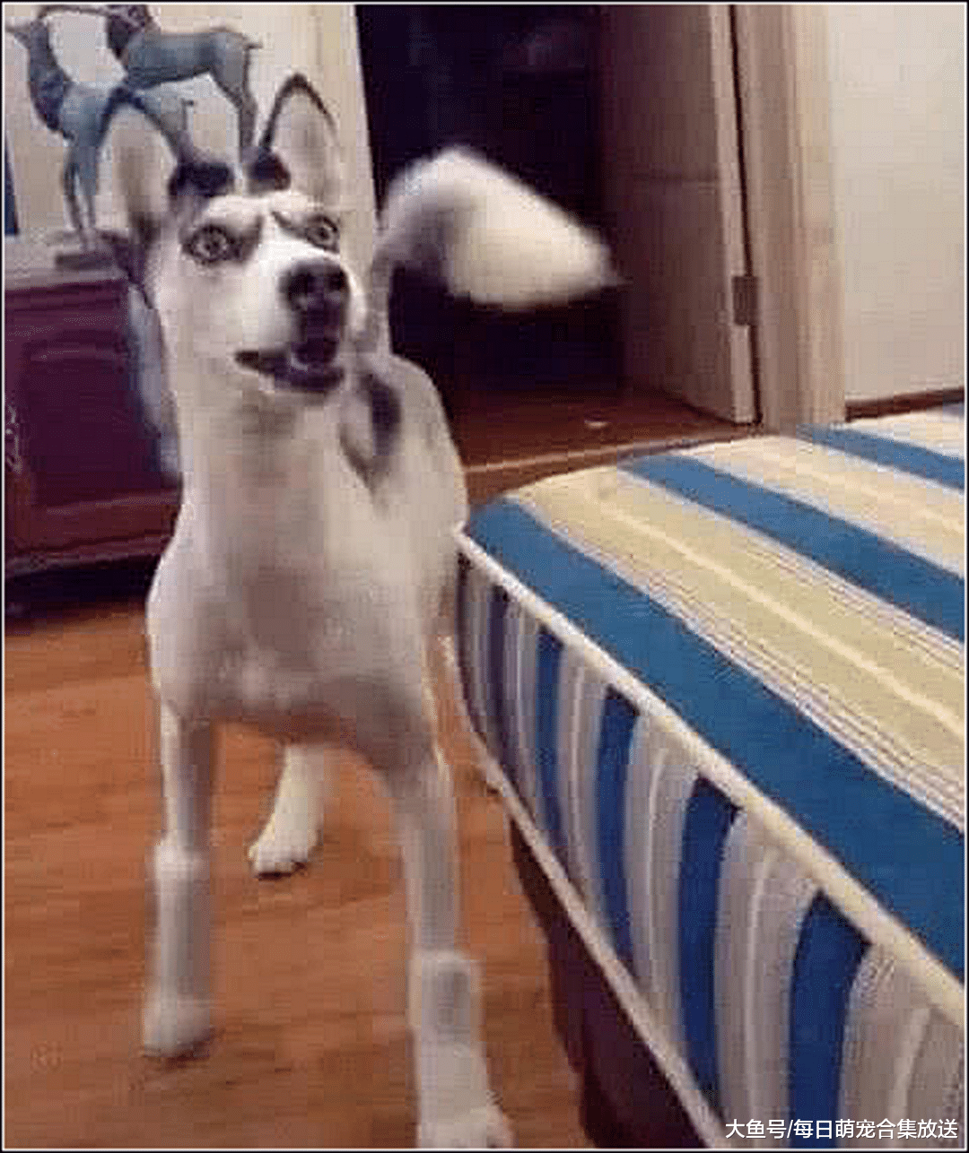 男子骗哈士奇剪造型，半夜发现它在偷照镜子，走近一看不淡定了