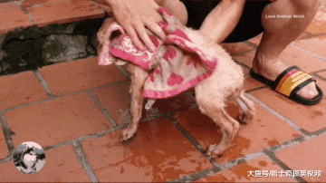 网友买到“假金毛”，结果直接把它丢进水池，还好遇到了他