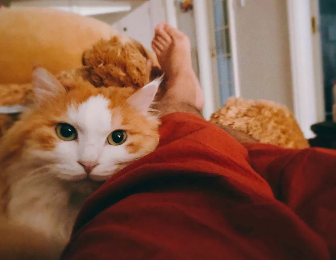 报告老板！我之所以迟到，都是因为被猫封印了！