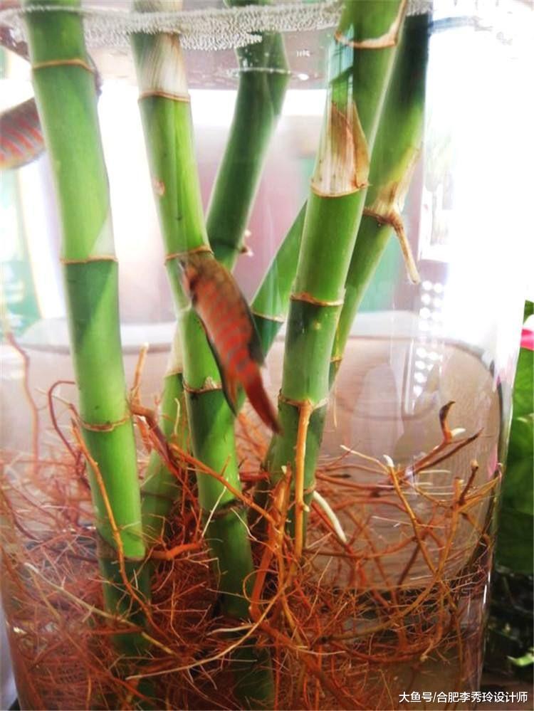 花盆里隨便插幾根鐵銹釘，花骨朵瘋長掛枝頭！隔壁鄰居都紛紛來取經