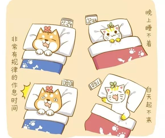 什么！？爱猫的我竟然是犬系的？