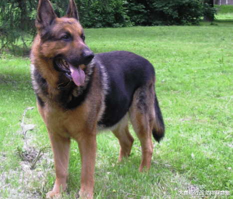 宠物狗价格上调严重，特别是这4种类型，价格超过五位数！