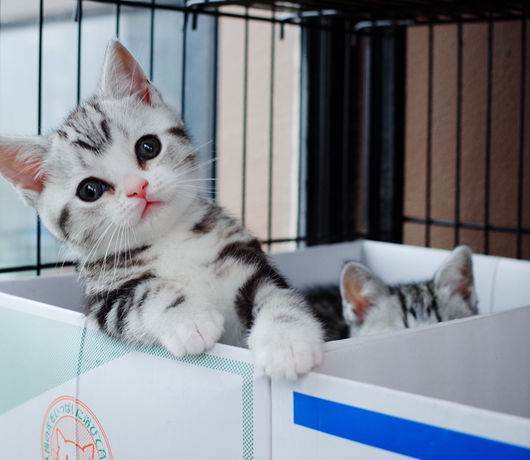 猫小时候vs长大后“讨食”，虔诚模样萌翻铲屎官，网友：神同步